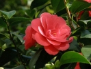 kamélie japonská - Camellia japonica