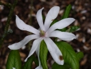 šácholan japonský - Magnolia kobus