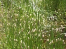 bahnička mokřadní - Eleocharis palustris