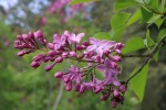 šeřík obecný Descartes - Syringa vulgaris Descartes