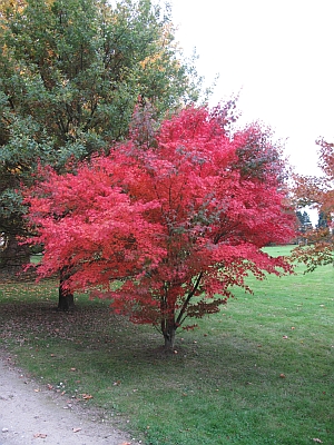 javor dlanitolistý Atropurpureum - Acer palmatum Atropurpureum