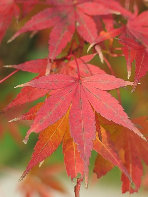 javor dlanitolistý Atropurpureum - Acer palmatum Atropurpureum