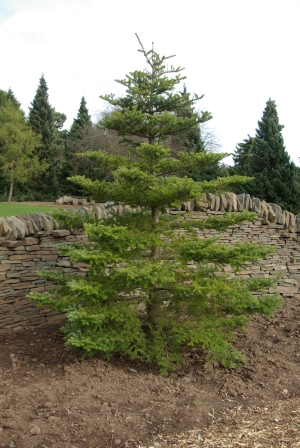 jedle korejská - Abies koreana