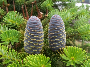 jedle korejská - Abies koreana
