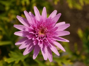 kopretinovec dřevnatý - Argyranthemum frutescens