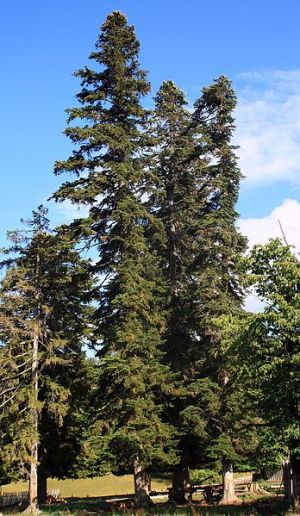 jedle kavkazská - Abies nordmanniana