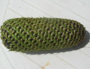 jedle kavkazská - Abies nordmanniana