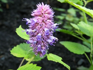 Agastache foeniculum
