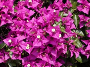 bugenvilea lysá - Bougainvillea glabra