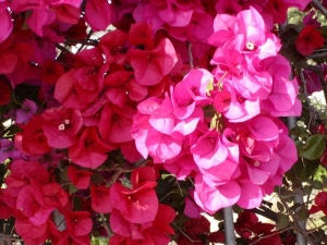 bugenvilea lysá - Bougainvillea glabra