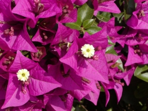 bugenvilea lysá - Bougainvillea glabra