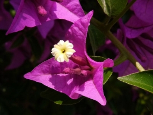 bugenvilea lysá - Bougainvillea glabra