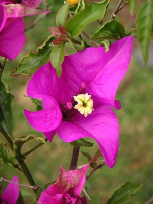 bugenvilea lysá - Bougainvillea glabra