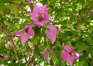 bugenvilea lysá - Bougainvillea glabra