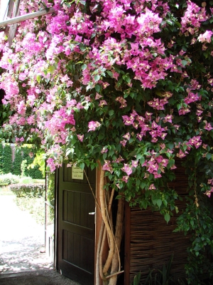 bugenvilea lysá - Bougainvillea glabra