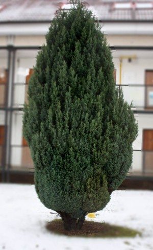cypřišek Lawsonův Ellwoodii - Chamaecyparis lawsoniana Ellwoodii