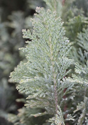 cypřišek Lawsonův Ellwoodii - Chamaecyparis lawsoniana Ellwoodii