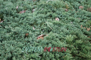 jalovec polehlý Wiltonii - Juniperus horizontalis Wiltonii