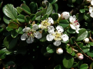 skalník zimostrázolistý - Cotoneaster buxifolius