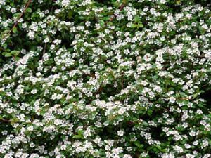 skalník Dammerův - Cotoneaster dammeri