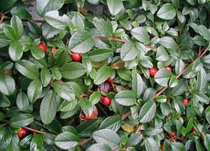 skalník Dammerův - Cotoneaster dammeri