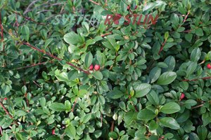 skalník Dammerův Eichholz - Cotoneaster dammeri Eichholz