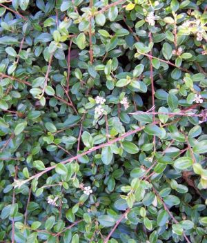 skalník rozprostřený - Cotoneaster horizontalis
