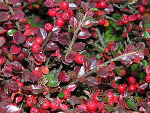 skalník rozprostřený - Cotoneaster horizontalis