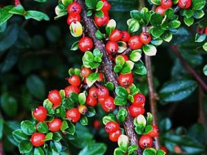 skalník rozprostřený - Cotoneaster horizontalis