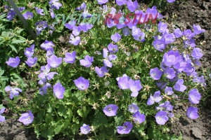 zvonek karpatský - Campanula carpatica