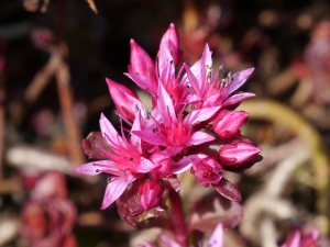 rozchodník pochybný Fuldaglut - Sedum spurium Fuldaglut