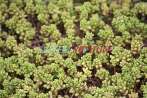rozchodník bílý Chloroticum - Sedum album Chloroticum