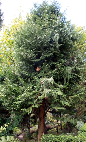 cypřišek Lawsonův - Chamaecyparis lawsoniana