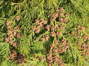 cypřišek Lawsonův - Chamaecyparis lawsoniana