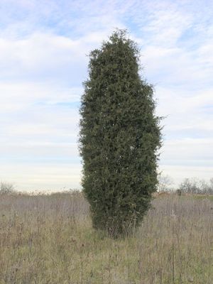 jalovec virginský - Juniperus virginiana