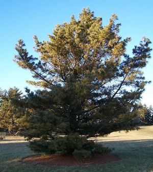 borovice korejská - Pinus koraiensis