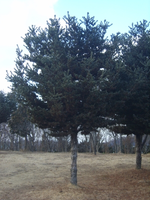 borovice drobnokvětá - Pinus parviflora