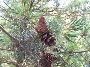 borovice drobnokvětá - Pinus parviflora