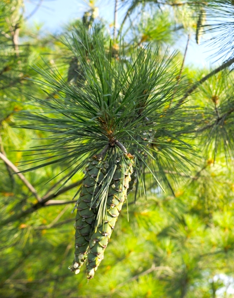 borovice vejmutovka - Pinus strobus