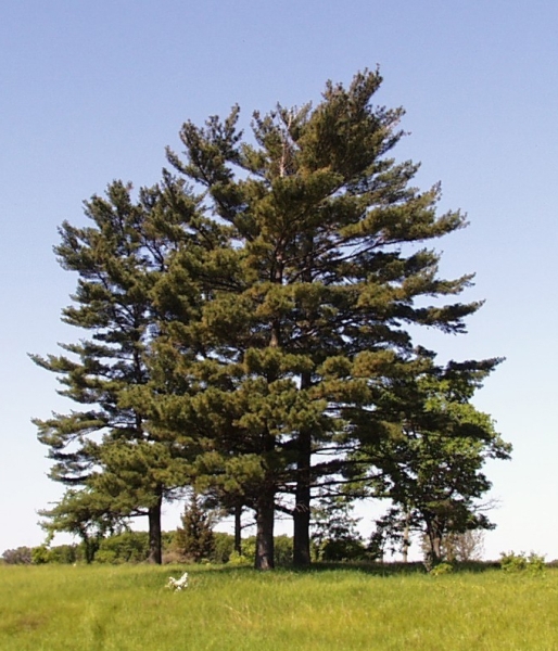 borovice vejmutovka - Pinus strobus