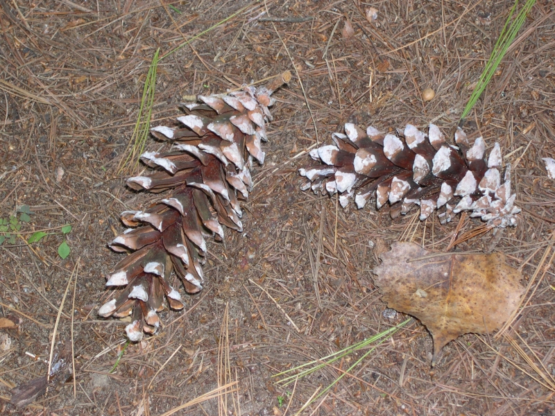 borovice vejmutovka - Pinus strobus