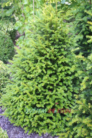 tis červený - Taxus baccata