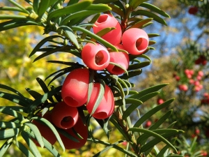 tis červený - Taxus baccata