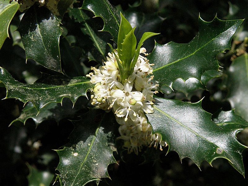 cesmna ostrolist - Ilex aquifolium