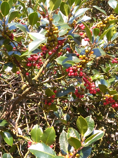 cesmna ostrolist - Ilex aquifolium