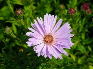 hvězdnice nízká - Aster dumosus