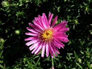 hvězdnice nízká - Aster dumosus
