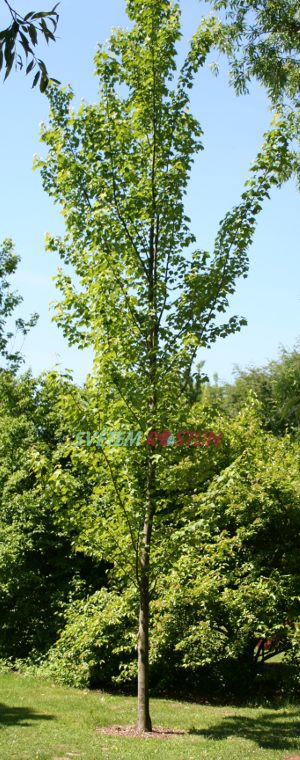 javor červený Armstrong - Acer rubrum Armstrong