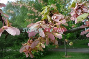 javor erven October Glory - Acer rubrum October Glory
