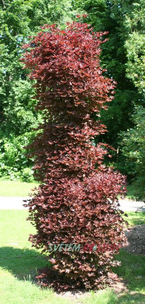 javor mléč Crimson Sentry - Acer platanoides Crimson Sentry